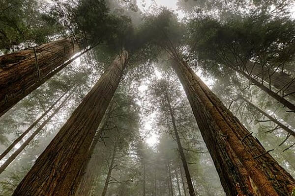 Redwood National and State Parks