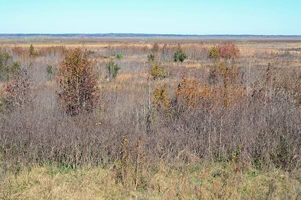 Paynes Prairie Preserve State Park