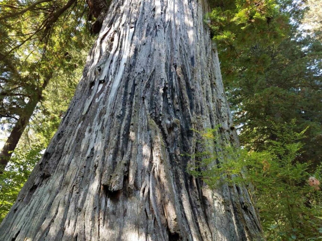 Big Tree