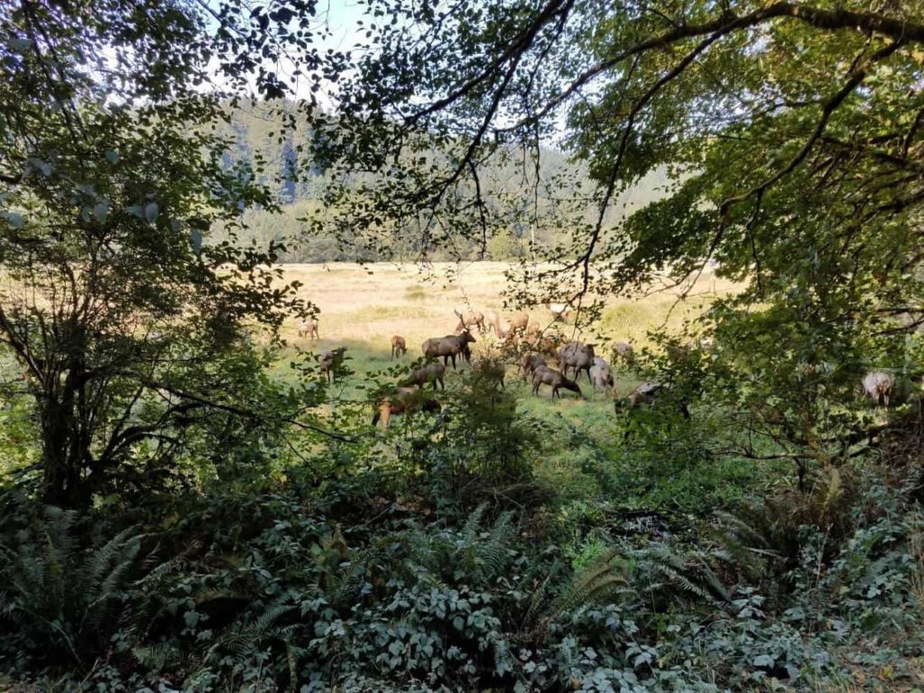 Bull Elks of Prairie Creek Redwoods State Park