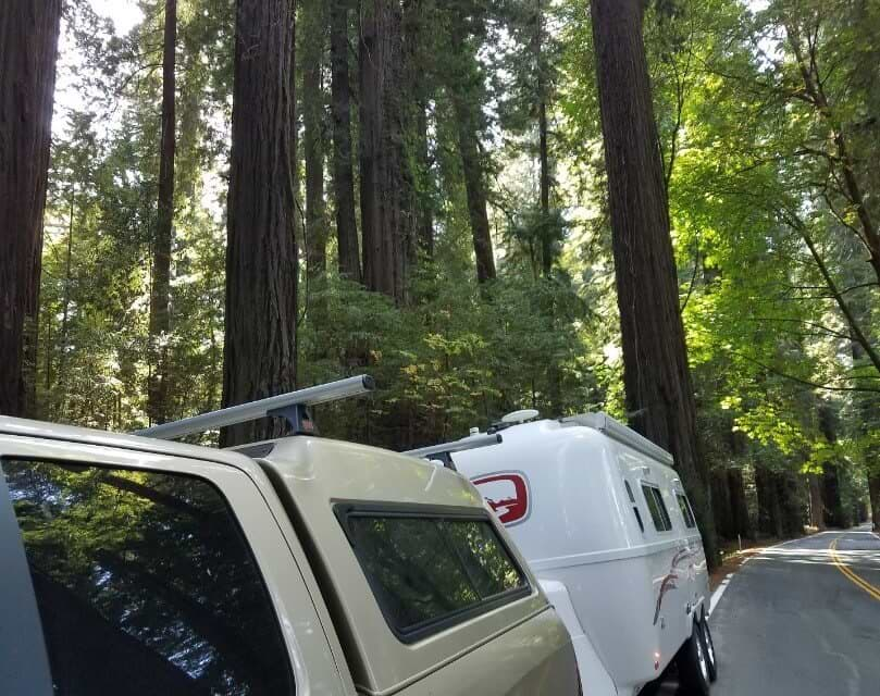 redwoods