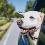 How to Keep Your Pets Safe on Your RV Trips
