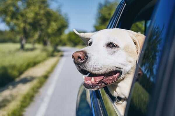 Buckle Up for Pet Safety