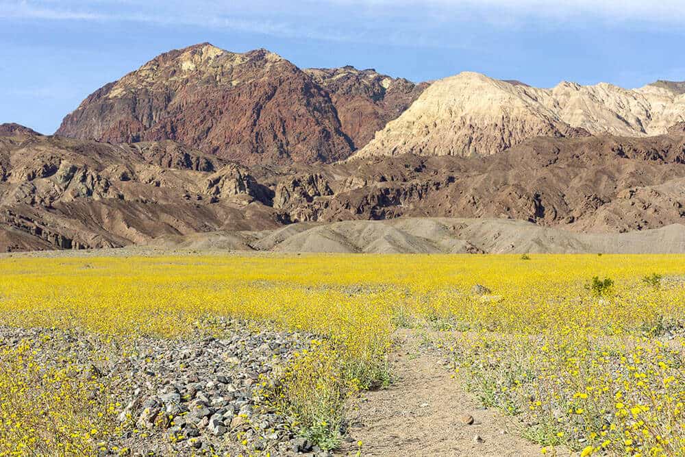 An incredible sight of California's Death Valley during a super bloom event. The image showcases a vast expanse of desert landscape transformed into a vibrant sea of colorful wildflowers.