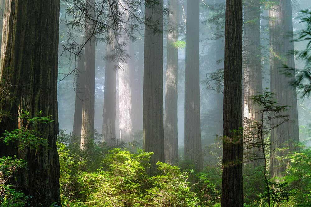 A magnificent image of California Redwood National Park, known for its awe-inspiring ancient redwood trees. Towering high above the forest floor, these massive trees create a stunning canopy that filters sunlight and casts a beautiful array of shadows. The image depicts a dense forest filled with giant redwoods, their sheer size and age evident in their thick trunks and branching limbs.