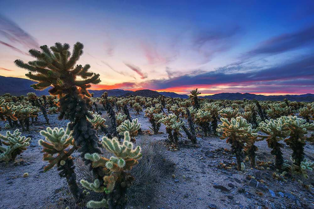 California Joshua Tree National Park