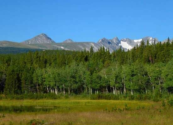 camp dick mountain forest view