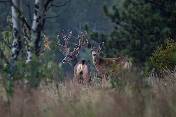 Golden Gate Canyon view of wildlife deer