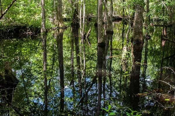 Big Thicket National Preserve