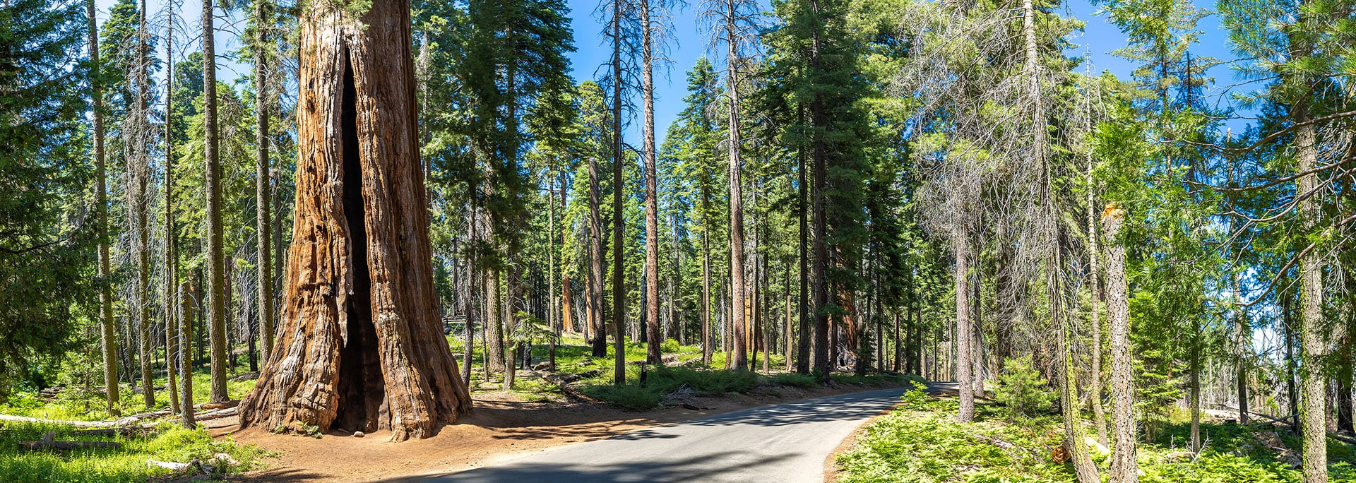 This image encapsulates the enchanting beauty and tranquil atmosphere of Sequoia National Park, inviting visitors to explore and marvel at the awe-inspiring wonders of the natural world.