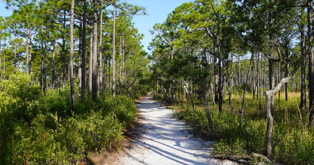 Carolina Beach State Park is a beautiful coastal park located in North Carolina.