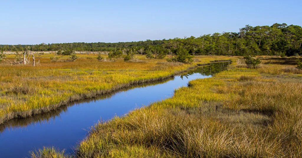 Croatan National Forest is known for its diverse ecosystems, including swamps, estuaries, and salt marshes, providing habitat for various wildlife species.
