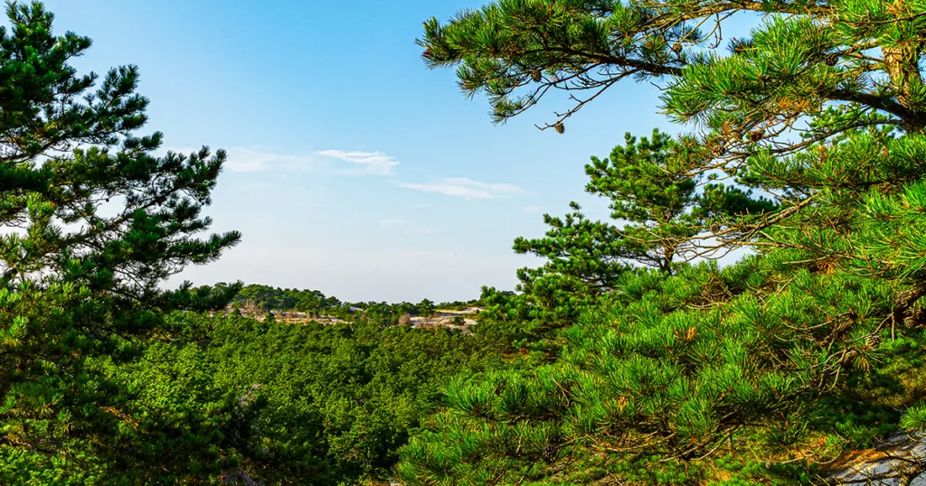 Scenic view of a pine-covered dune at Nickerson State Park, where towering trees overlook a sandy beach and calm waters, creating a peaceful and natural setting.