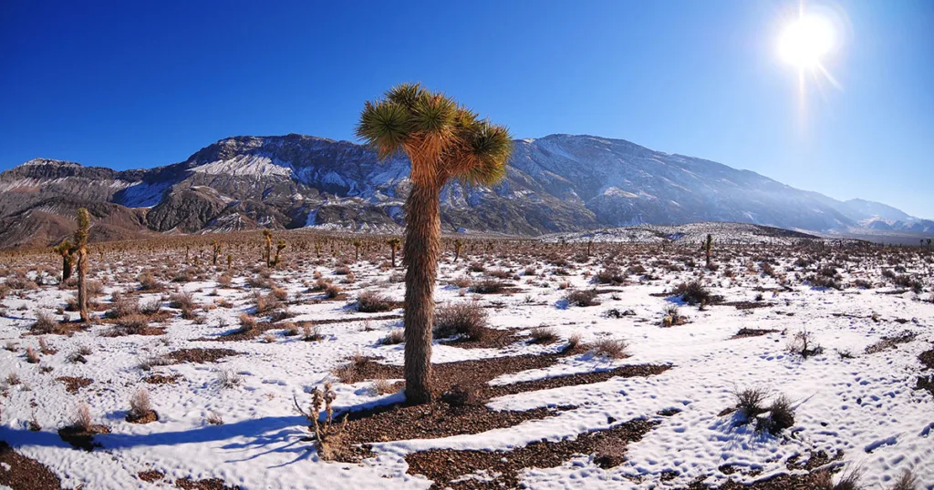 The vast desert landscape is transformed by a sprinkling of snow, creating a surreal and picturesque scene. Towering Joshua Trees, with their unique twisted branches, stand as stoic sentinels against the snow-covered ground.