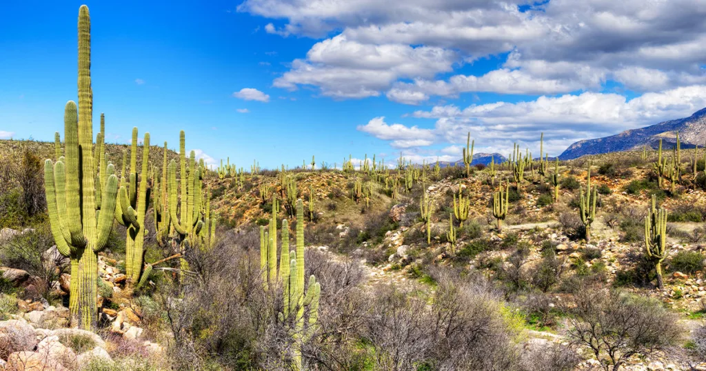 Catalina State Park - breathtaking desert scenery with rugged mountains, blooming wildflowers, and the iconic Santa Catalina Mountains in the background, providing an idyllic setting for hiking, wildlife viewing, and camping in this natural oasis located near Tucson, Arizona.