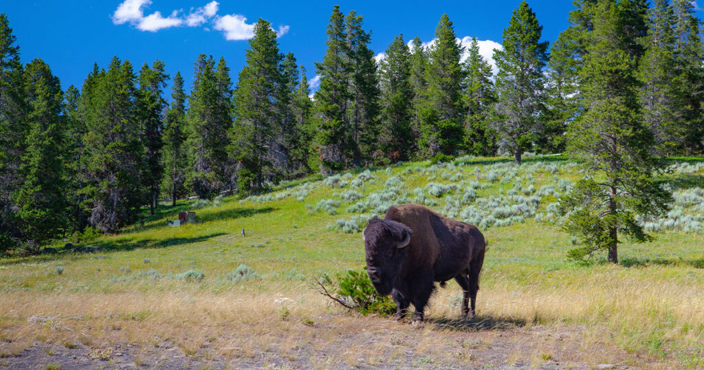 yellowstone park buffalo and wildlife
